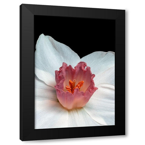 Spectanva 2 Black Modern Wood Framed Art Print by Phillip, Jamie