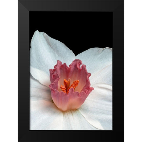 Spectanva 2 Black Modern Wood Framed Art Print by Phillip, Jamie