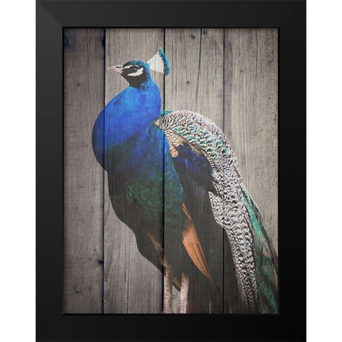 Pecock Black Modern Wood Framed Art Print by Phillip, Jamie