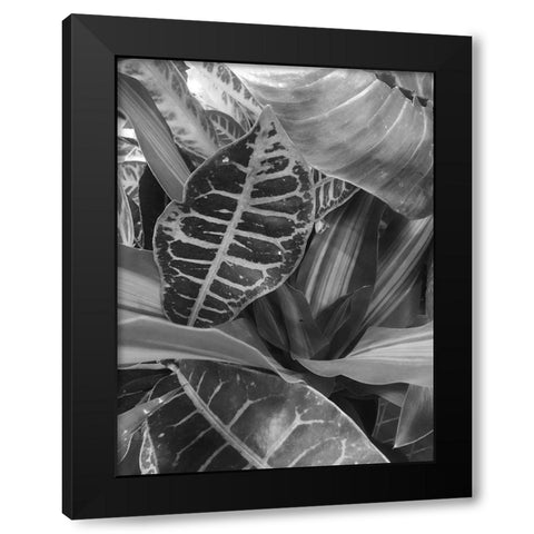 Tropical 3 Black Modern Wood Framed Art Print with Double Matting by Phillip, Jamie