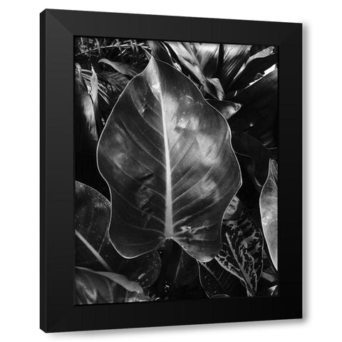 Tropical 8 Black Modern Wood Framed Art Print with Double Matting by Phillip, Jamie