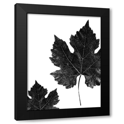 Shaded Leaf 1 Black Modern Wood Framed Art Print by Phillip, Jamie
