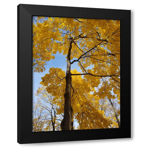 Silent Nature 1 Black Modern Wood Framed Art Print by Phillip, Jamie