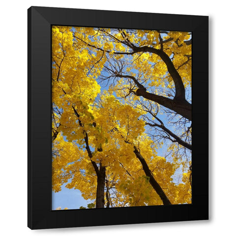 Silent Nature 2 Black Modern Wood Framed Art Print by Phillip, Jamie