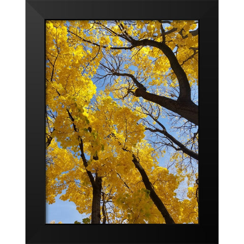 Silent Nature 2 Black Modern Wood Framed Art Print by Phillip, Jamie