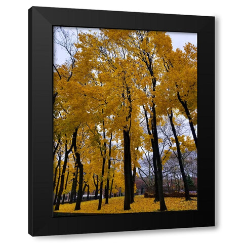 Silent Nature 3 Black Modern Wood Framed Art Print with Double Matting by Phillip, Jamie