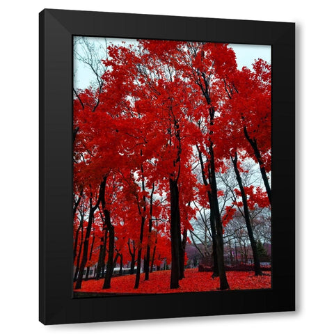 Silent Nature 4 Black Modern Wood Framed Art Print by Phillip, Jamie