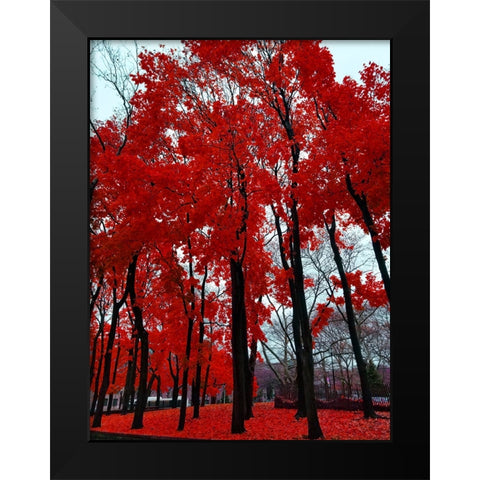 Silent Nature 4 Black Modern Wood Framed Art Print by Phillip, Jamie