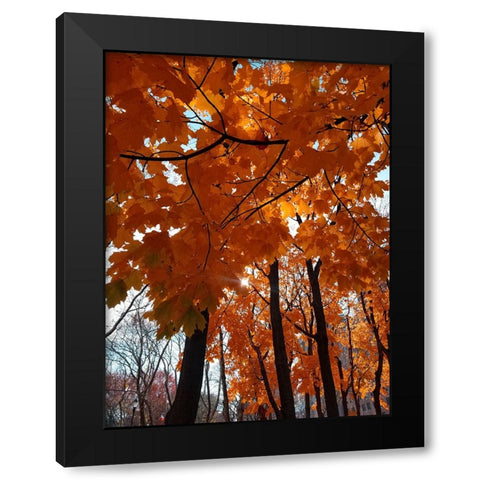 Silent Nature 5 Black Modern Wood Framed Art Print by Phillip, Jamie