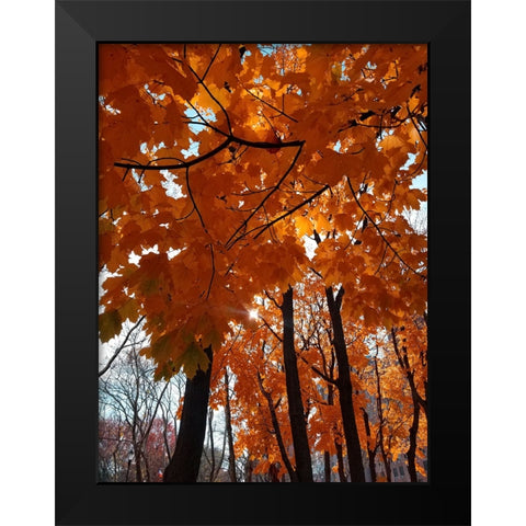 Silent Nature 5 Black Modern Wood Framed Art Print by Phillip, Jamie