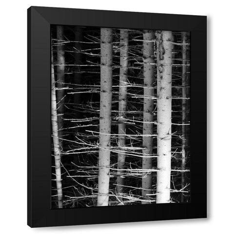 Dark Woods 2 Black Modern Wood Framed Art Print by Phillip, Jamie
