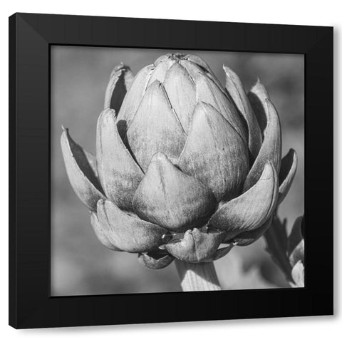 Artichoke Black Modern Wood Framed Art Print by Phillip, Jamie