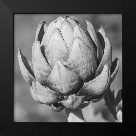 Artichoke Black Modern Wood Framed Art Print by Phillip, Jamie