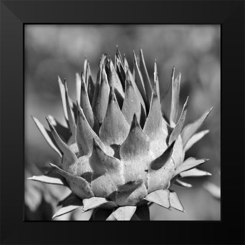 Artichoke 2 Black Modern Wood Framed Art Print by Phillip, Jamie