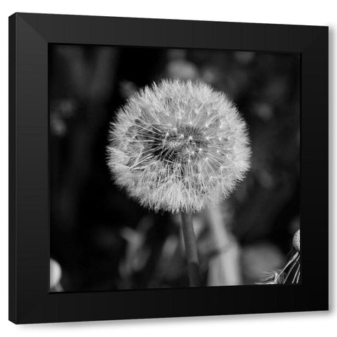 Morning Due 2 Black Modern Wood Framed Art Print by Phillip, Jamie