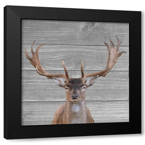 A Day In The Wild Black Modern Wood Framed Art Print with Double Matting by Phillip, Jamie