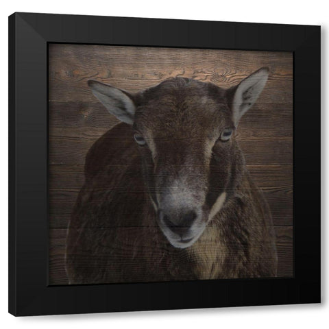 Sheeper Keep Black Modern Wood Framed Art Print with Double Matting by Phillip, Jamie
