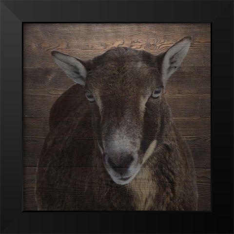 Sheeper Keep Black Modern Wood Framed Art Print by Phillip, Jamie