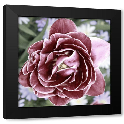 Tulipa Black Modern Wood Framed Art Print with Double Matting by Phillip, Jamie