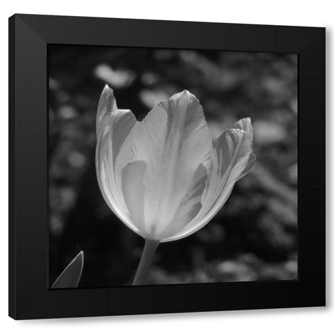Tulip BW 2 Black Modern Wood Framed Art Print by Phillip, Jamie