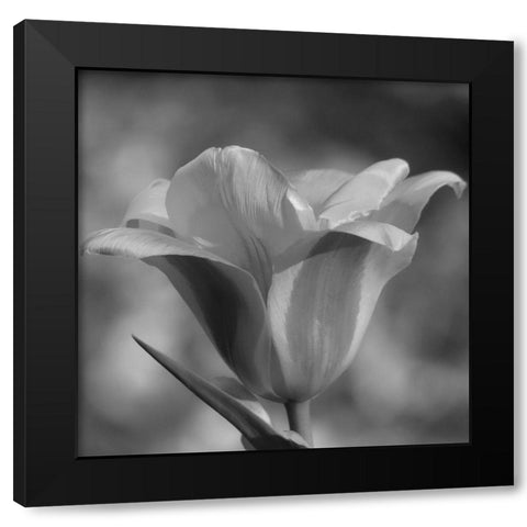 Tulip BW 3 Black Modern Wood Framed Art Print by Phillip, Jamie
