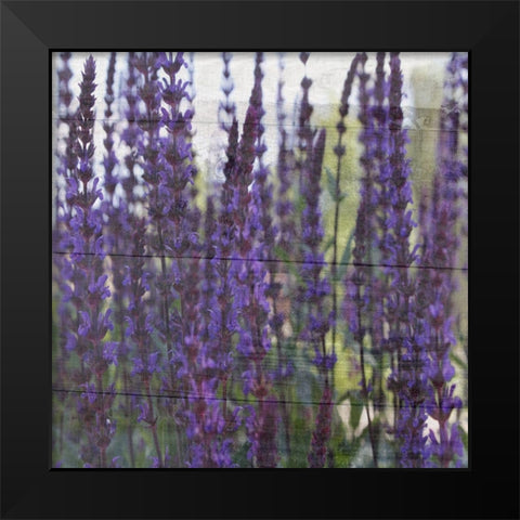 Lavender Flower Black Modern Wood Framed Art Print by Phillip, Jamie