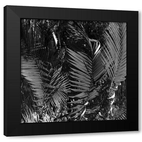 Black Palm Black Modern Wood Framed Art Print by Phillip, Jamie