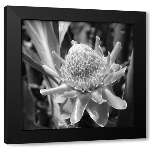 Black Pearl Black Modern Wood Framed Art Print by Phillip, Jamie