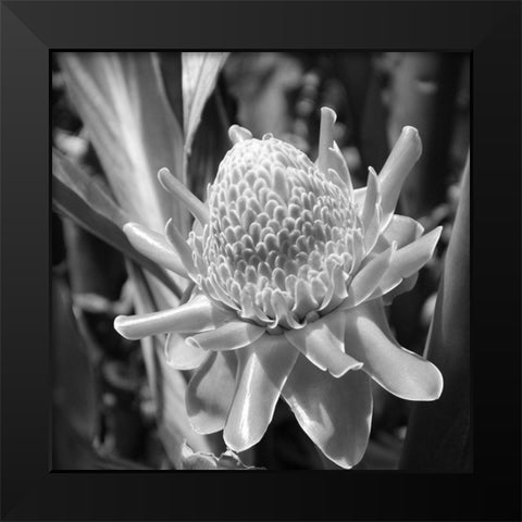 Black Pearl Black Modern Wood Framed Art Print by Phillip, Jamie