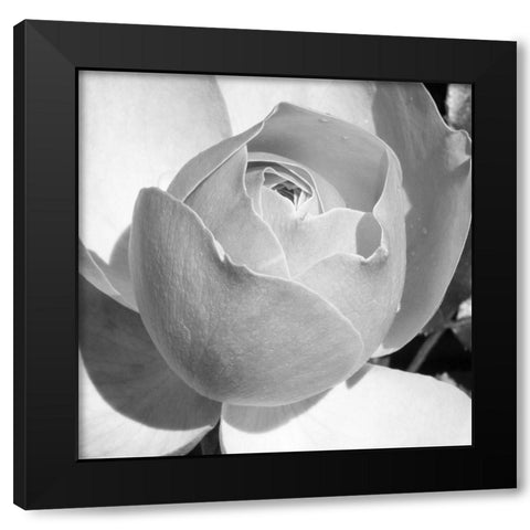 Misty Morning Rose Black Modern Wood Framed Art Print by Phillip, Jamie
