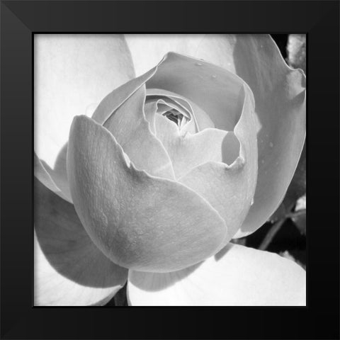 Misty Morning Rose Black Modern Wood Framed Art Print by Phillip, Jamie