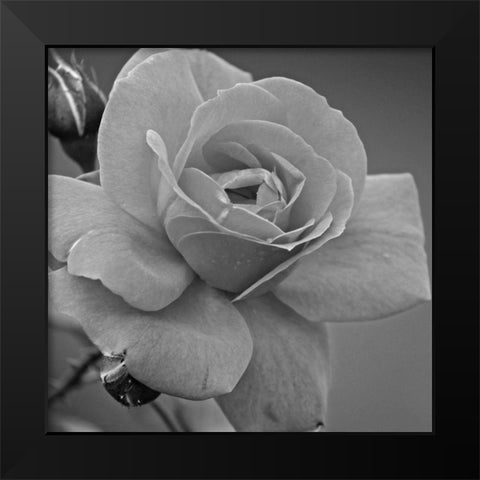 Morning Rose Black Modern Wood Framed Art Print by Phillip, Jamie