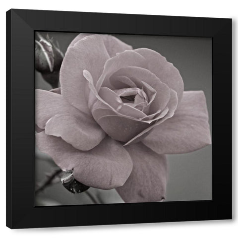 Morning Rose 2 Black Modern Wood Framed Art Print with Double Matting by Phillip, Jamie