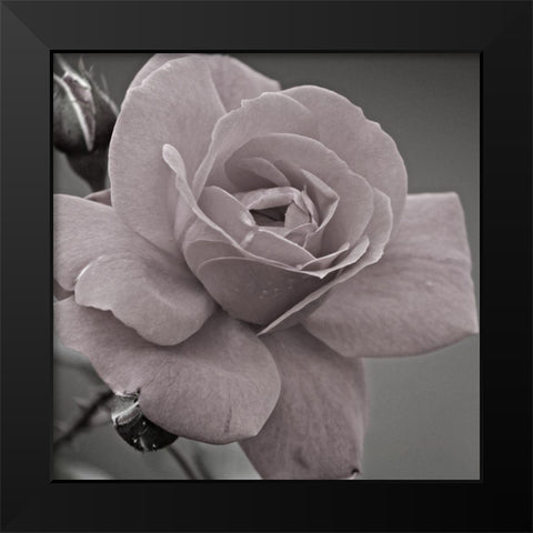 Morning Rose 2 Black Modern Wood Framed Art Print by Phillip, Jamie