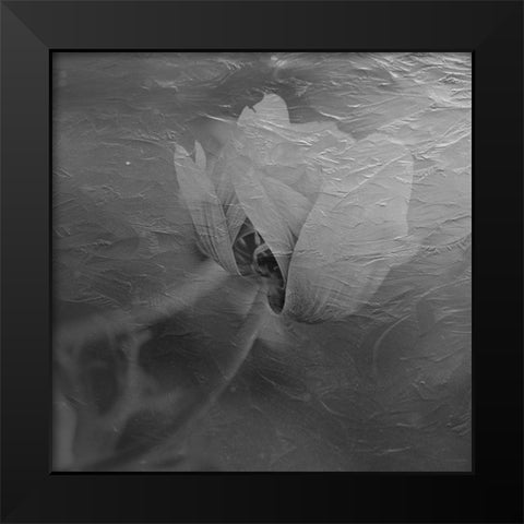 Paint Textured Rose Black Modern Wood Framed Art Print by Phillip, Jamie