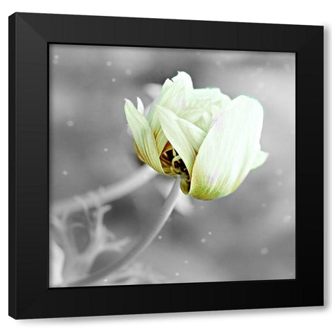 Black and White Hue Black Modern Wood Framed Art Print by Phillip, Jamie