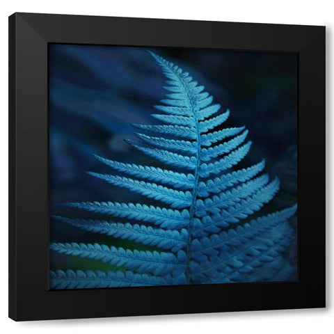 Caribbean Night Black Modern Wood Framed Art Print by Phillip, Jamie