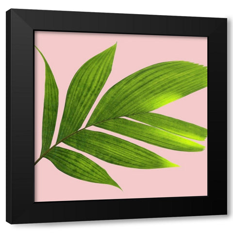 Mellow Mood 2 Black Modern Wood Framed Art Print with Double Matting by Phillip, Jamie