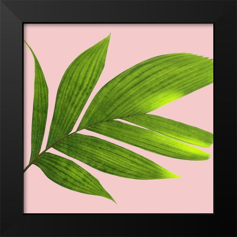 Mellow Mood 2 Black Modern Wood Framed Art Print by Phillip, Jamie