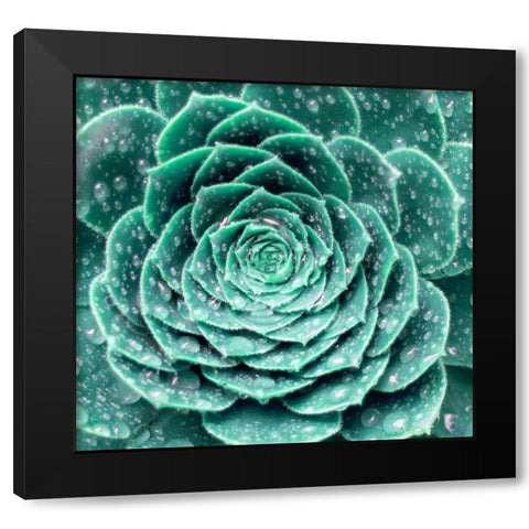 Rain Dew Black Modern Wood Framed Art Print by Phillip, Jamie