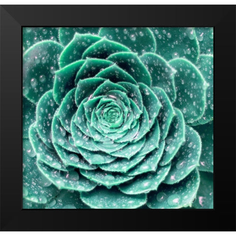 Rain Dew Black Modern Wood Framed Art Print by Phillip, Jamie