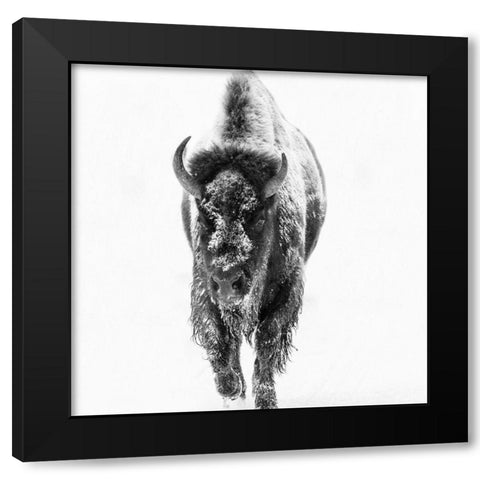 Blizzard Buff Black Modern Wood Framed Art Print with Double Matting by Phillip, Jamie