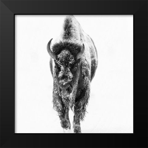 Blizzard Buff Black Modern Wood Framed Art Print by Phillip, Jamie