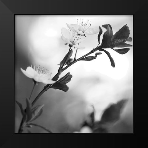 Blooming Black Black Modern Wood Framed Art Print by Phillip, Jamie