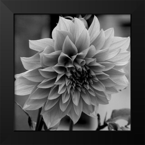 Dagenuem Black Modern Wood Framed Art Print by Phillip, Jamie