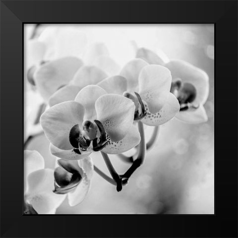 Blenkis Black Modern Wood Framed Art Print by Phillip, Jamie