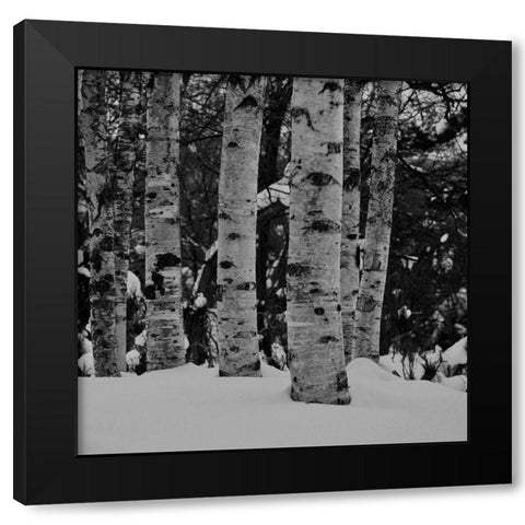 Winter Wood Black Modern Wood Framed Art Print by Phillip, Jamie