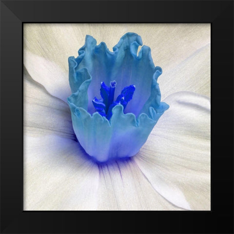 Floral Bud Black Modern Wood Framed Art Print by Phillip, Jamie