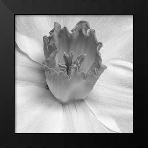 Floral Bud 2 Black Modern Wood Framed Art Print by Phillip, Jamie