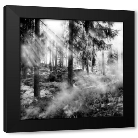 Black Forest 2 Black Modern Wood Framed Art Print by Phillip, Jamie